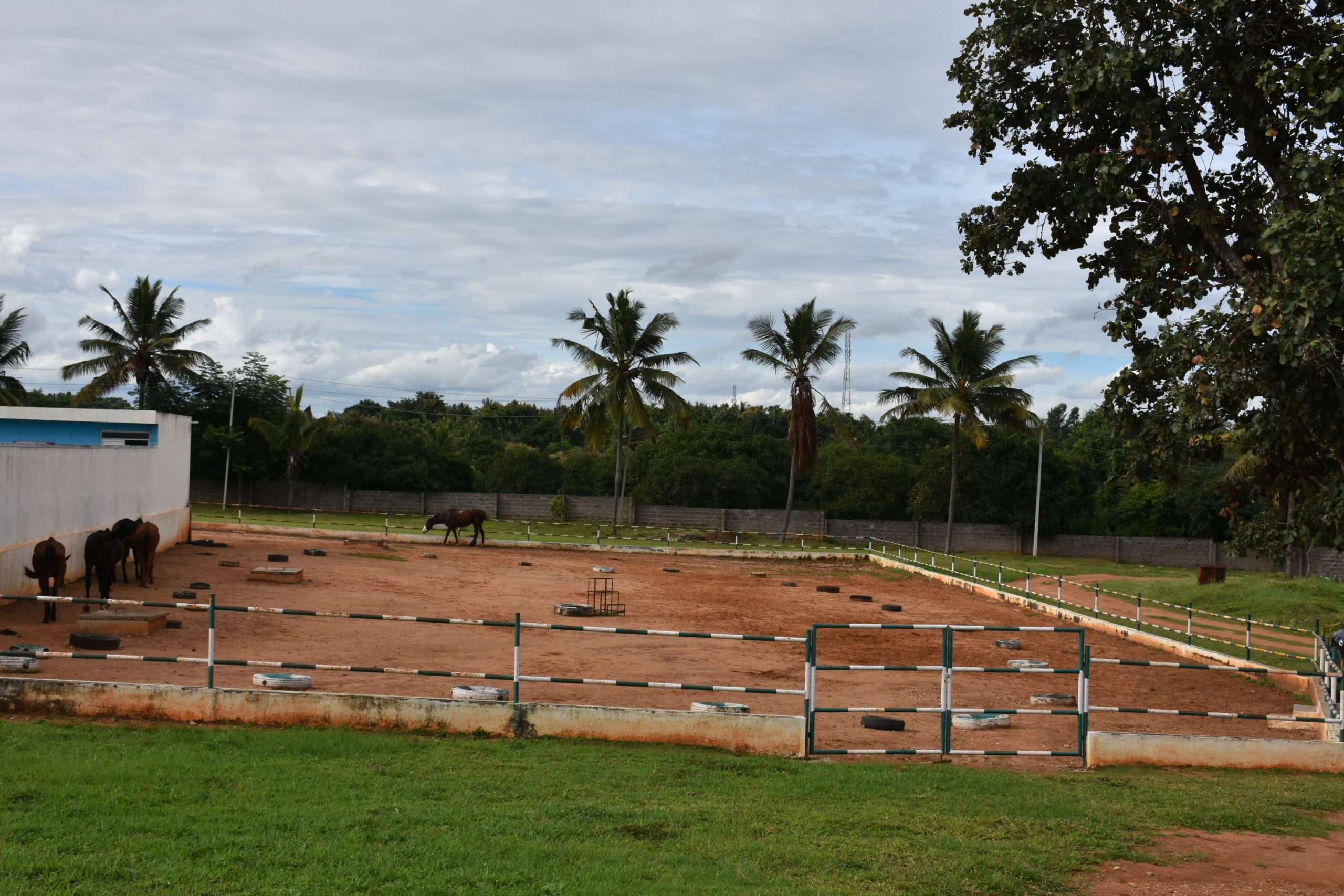 Equestrian-BGSIRS